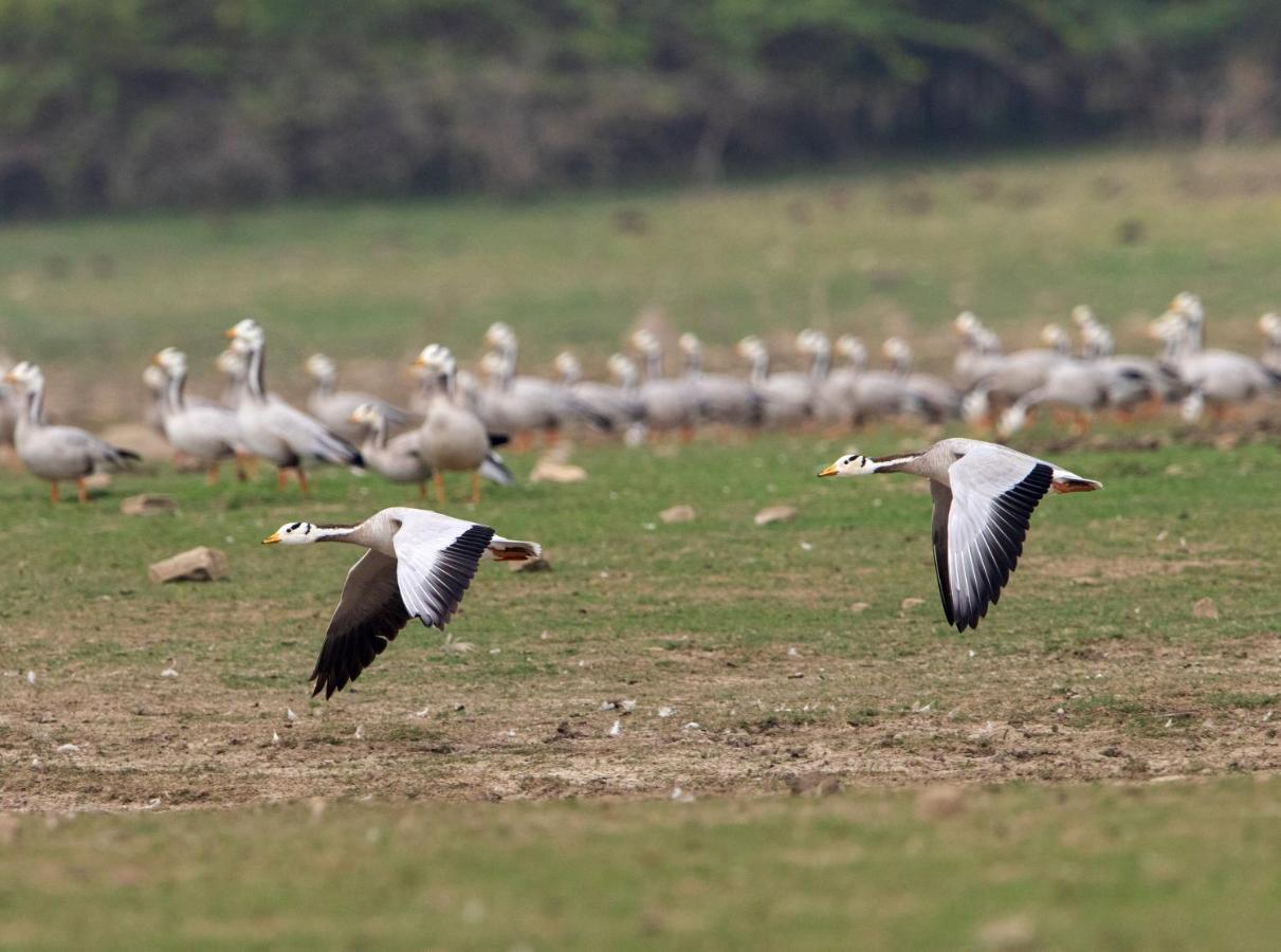 Raas Chhatrasagar, Nimaj, District Pali מראה חיצוני תמונה