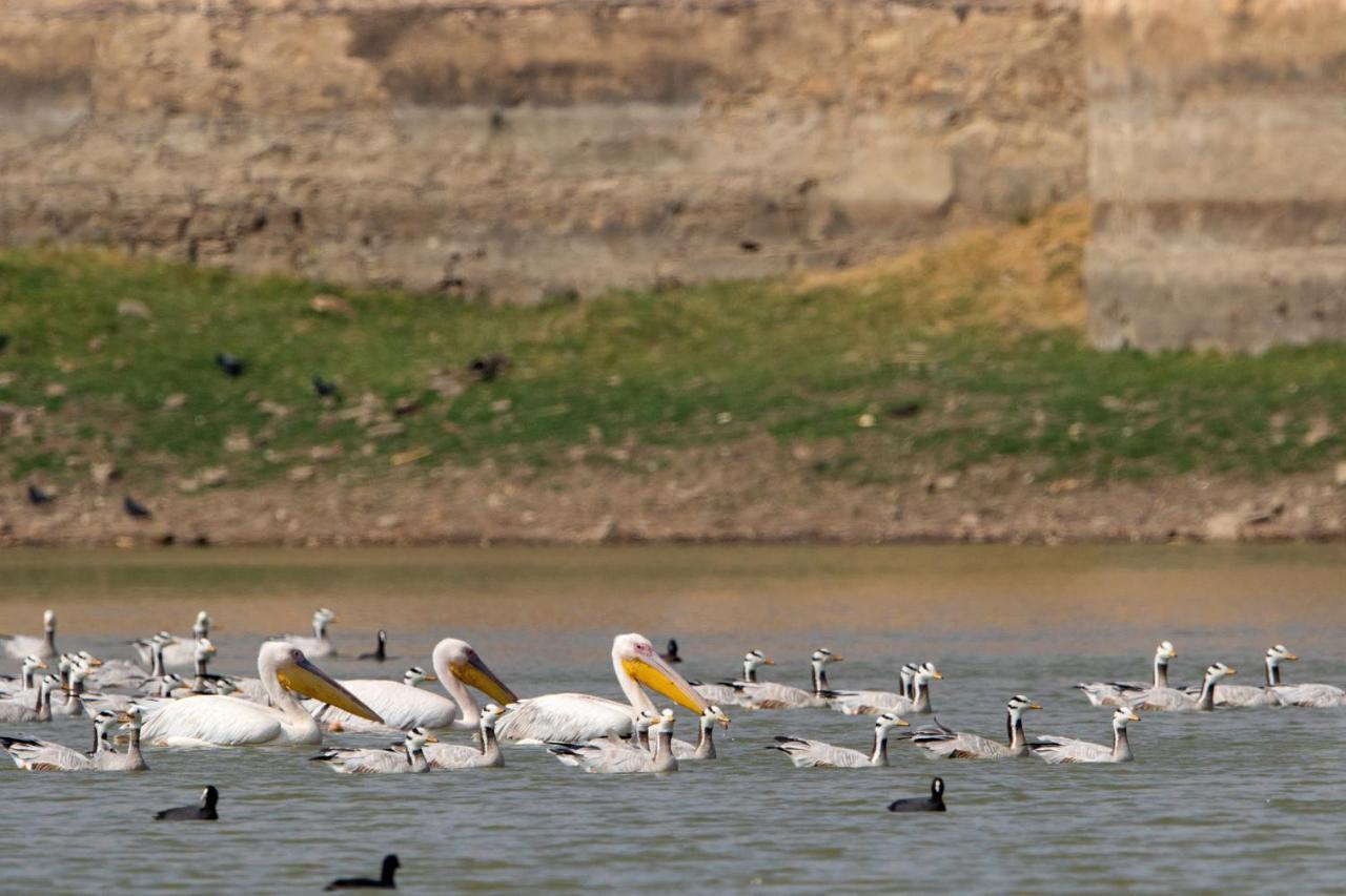 Raas Chhatrasagar, Nimaj, District Pali מראה חיצוני תמונה