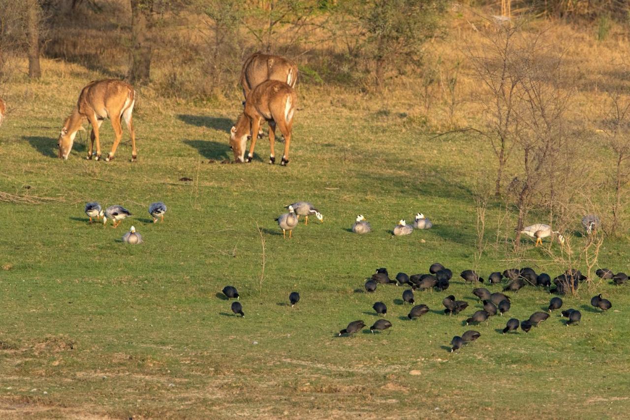 Raas Chhatrasagar, Nimaj, District Pali מראה חיצוני תמונה